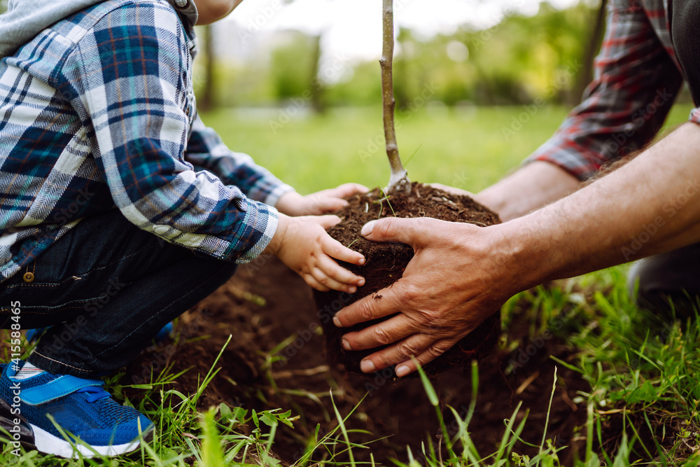 Planting a family tree. Hands of grandfather and little boy planting young tree in the garden. Environmental awareness. Spring concept, save nature and care. 