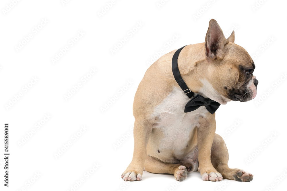 an anorexic french bulldog siting on a white background,
