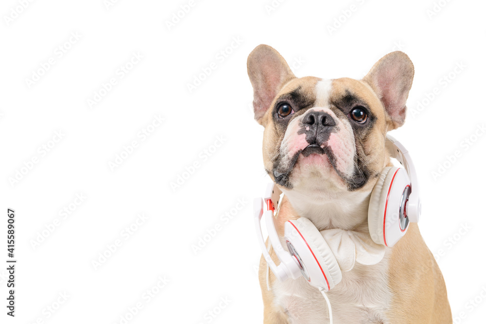 Brown french  bulldog wear white headphone isolated on white background,
