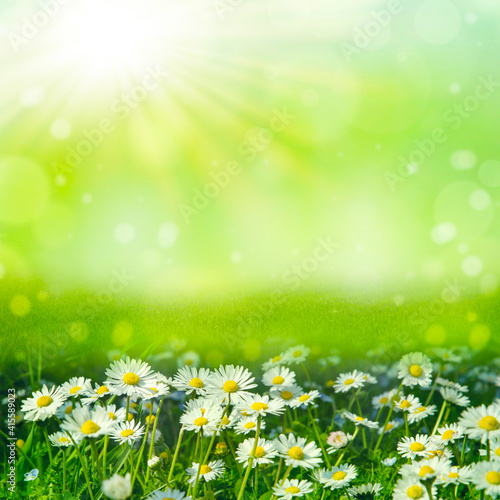 amazing natural background with white daisies and bokeh, spring or summer composition © nj_musik