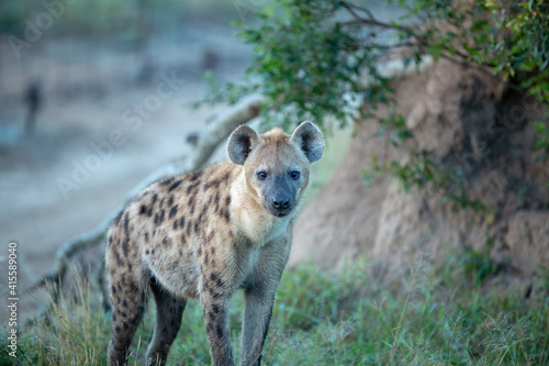 Spotted hyaena in the early morning winter light. 