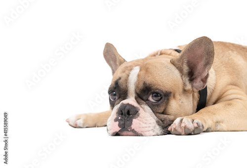 an anorexic french bulldog lying on a white background, © kwanchaichaiudom