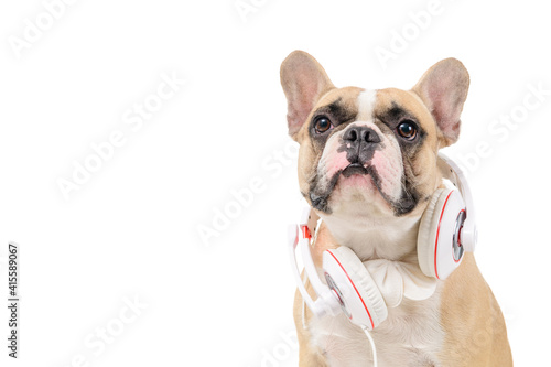Brown french  bulldog wear white headphone isolated on white background, © kwanchaichaiudom