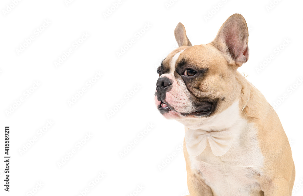 portrait of cute french bulldog wear white bowtie isolated