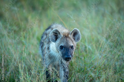 Spotted hyaena in the early morning winter light. 