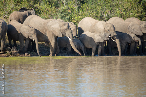 A herd of elephant drinking water viewed from across the water