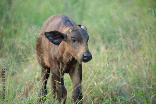 Buffalo calf in the long grass all alone