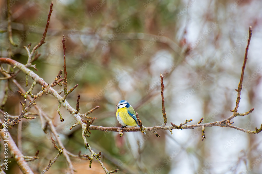 Cyanistes caeruleus Cyanistes caeruleus