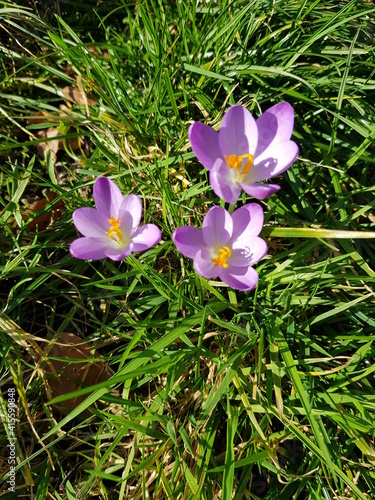 3 lila Krokusse auf der Wiese, violett