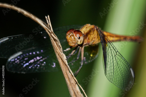 close up of a dragonfly on a leaf