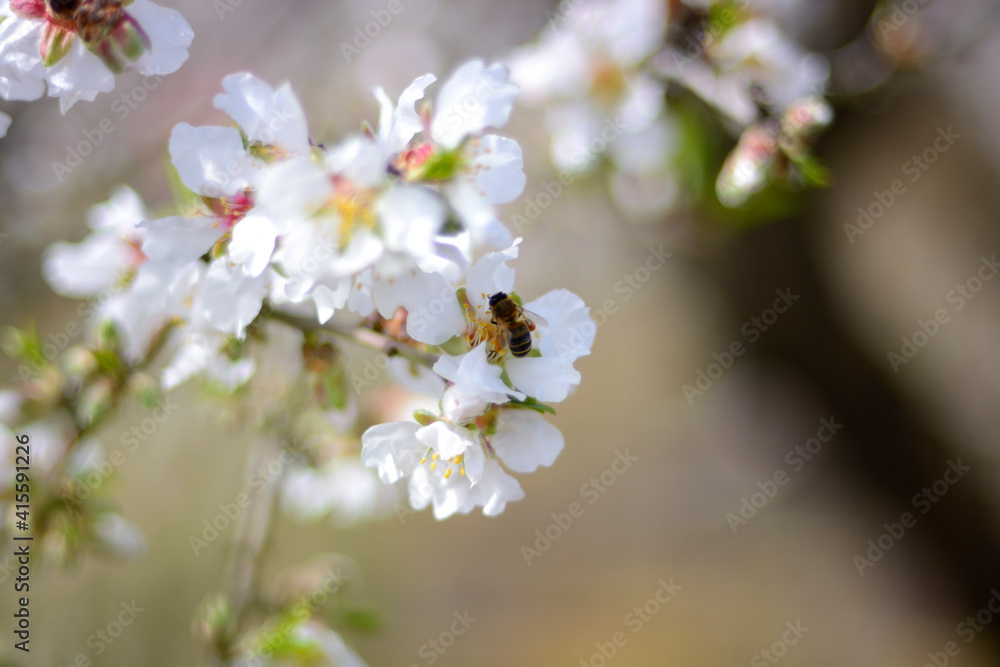 Abeja polinizando flor de almendro Abeja polinizando flor de almendro