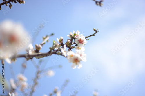 Detalle de rama y flores de almendro con cielo azul de fondo desenfocado