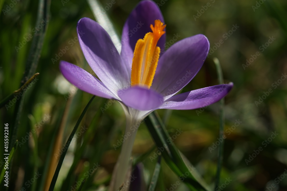a single spring flower called crocus in purple color