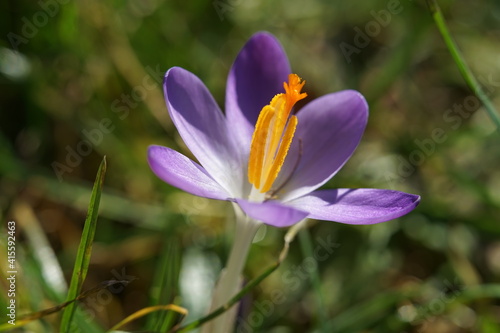 a single spring flower called crocus in purple color