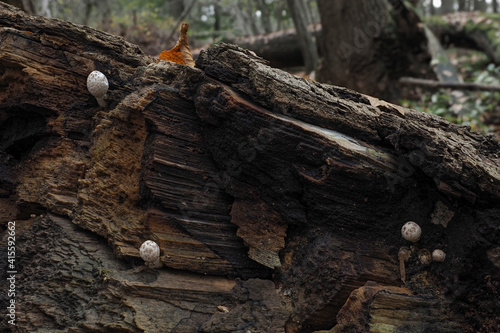 The Coprinopsis episcopalis is an inedible mushroom photo