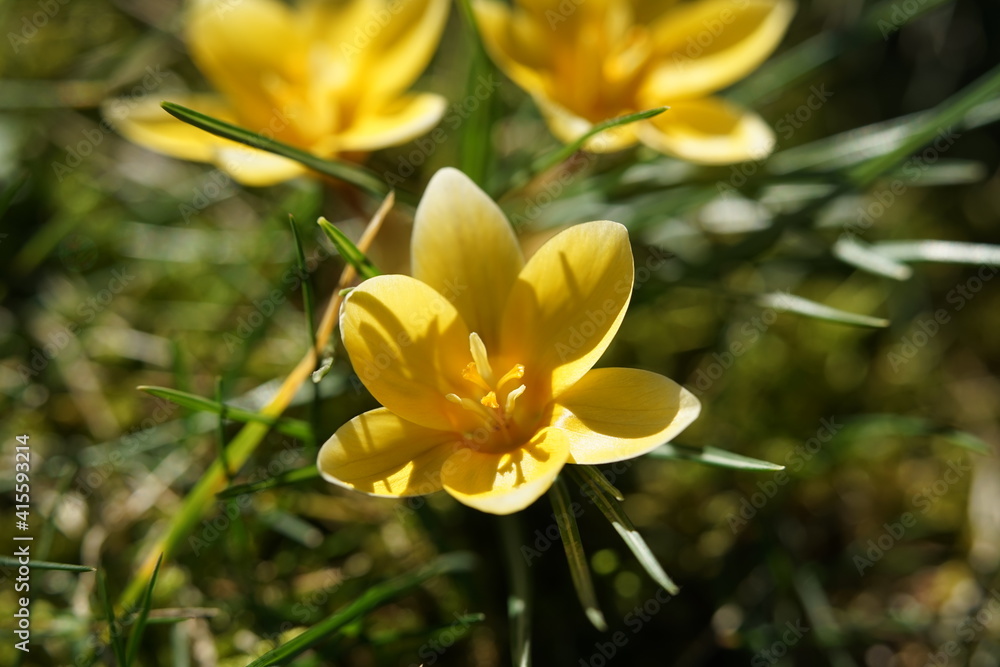 a single spring flower called crocus in yellow color