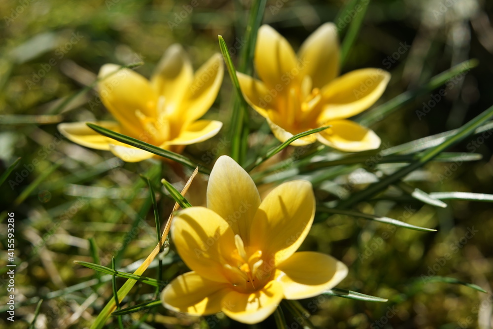 Fototapeta premium a single spring flower called crocus in yellow color