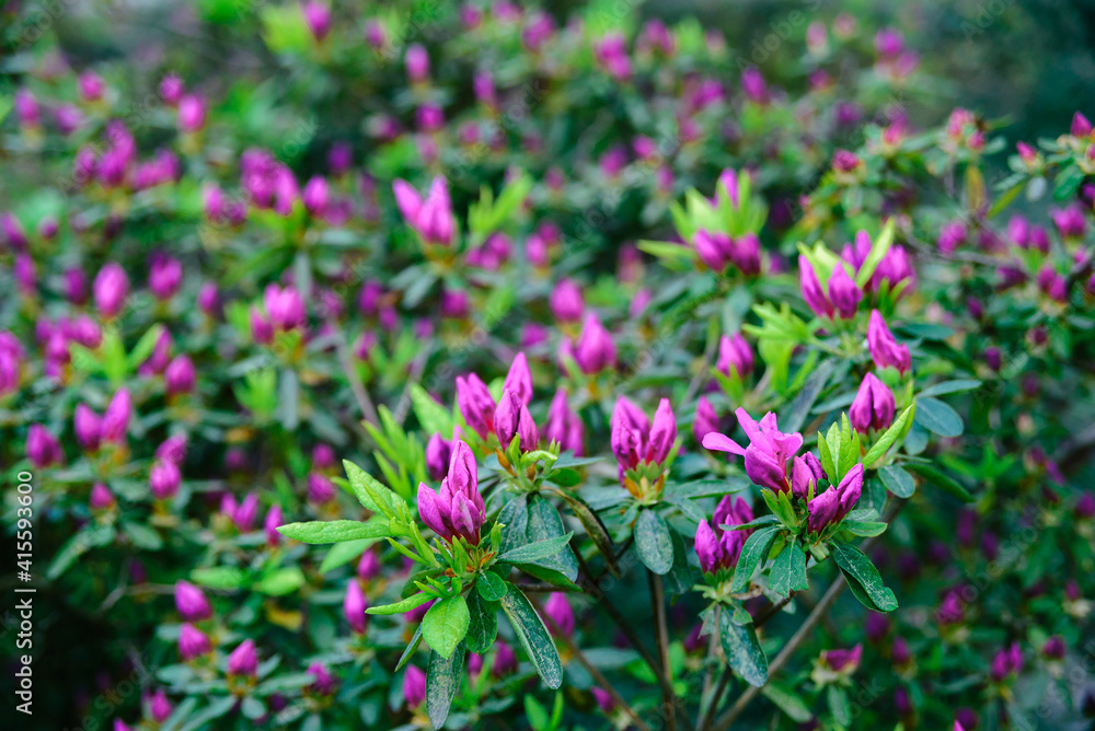 morning unblown bright pink flower buds of rhododendron plants with green leaves on background in park or garden, horizontal outdoors stock photo image wallpaper morning unblown bright pink flower buds of rhododendron plants with green leaves on background in park or garden, horizontal outdoors stock photo image wallpaper