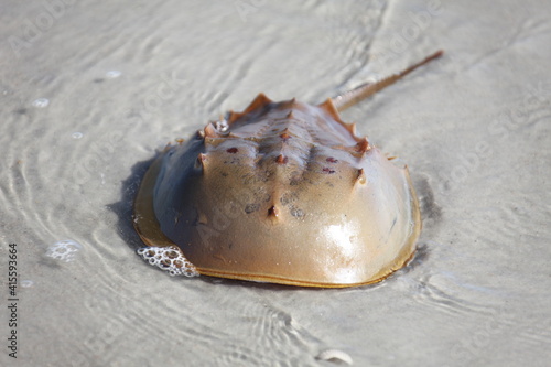horseshoe crab in a shallow water of Atlantic ocean