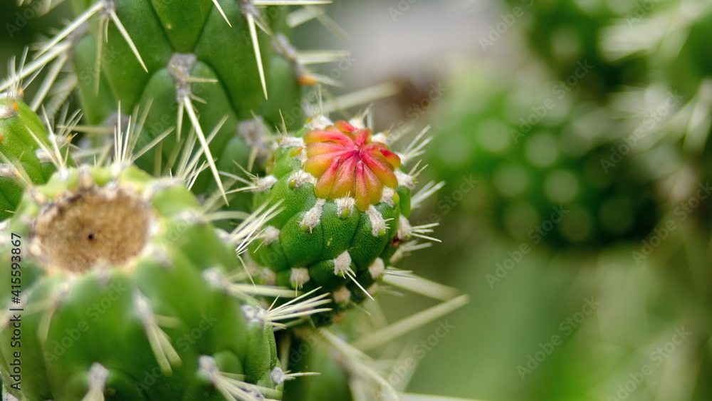 Naklejka premium Red flower bud on a cactus fruit in the Jerusalem Dry Forest, outside of Quito, Ecuador