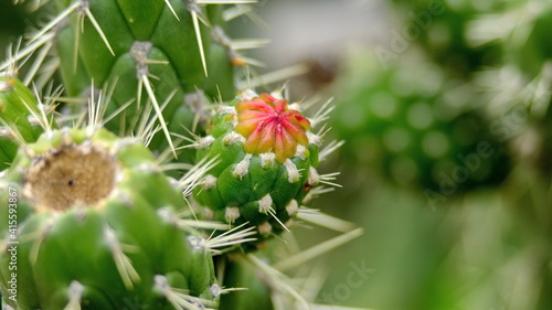 Red flower bud on a cactus fruit in the Jerusalem Dry Forest, outside of Quito, Ecuador photo