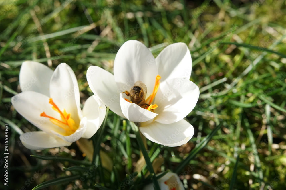 white crocuses in the garden with a bee queen white crocuses in the garden with a bee queen