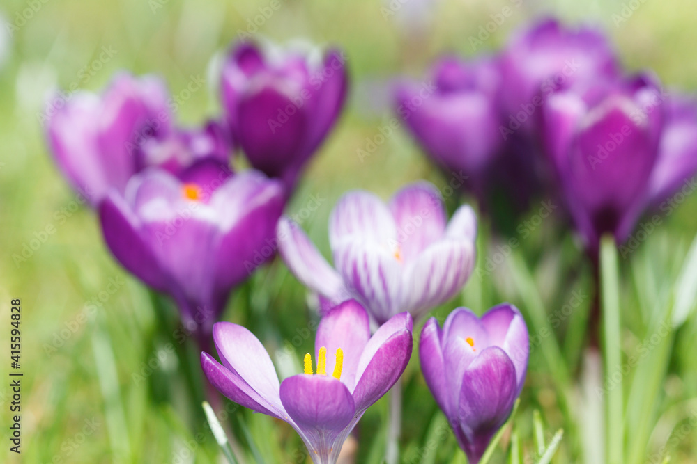 Detail of purple crocus