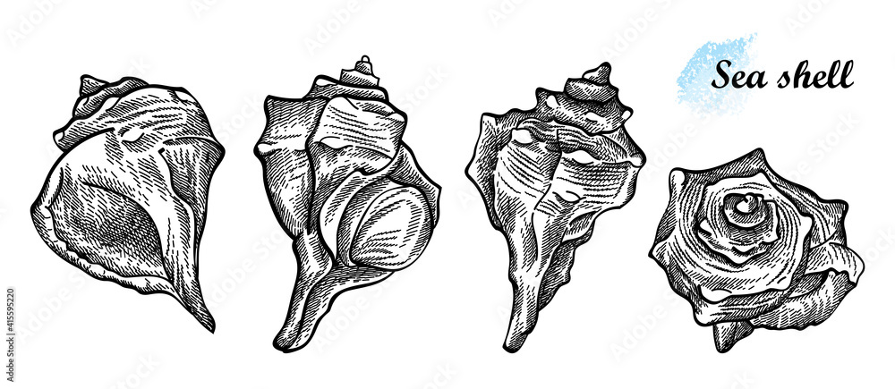 Hand drawn set of seashell sketches in black isolated on white background.