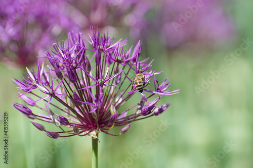 Flowers bloom in the flowerbed in spring. Large inflorescences of decorative anzura onions. photo