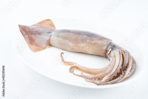 Fresh big squid on white background