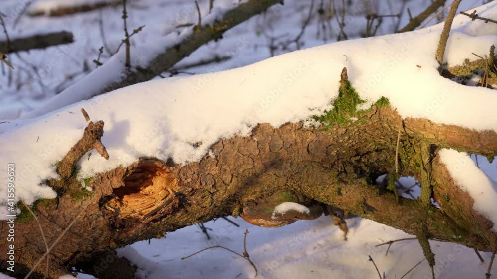 Fallen Trunk Of An Old Tree Covered With Thick Snow On Winter Forest. - Tracking Shot Fallen Trunk Of An Old Tree Covered With Thick Snow On Winter Forest. - Tracking Shot