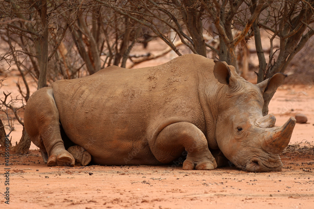 White rhino block the road at Erindi Game Reserve in Namibia White rhino block the road at Erindi Game Reserve in Namibia