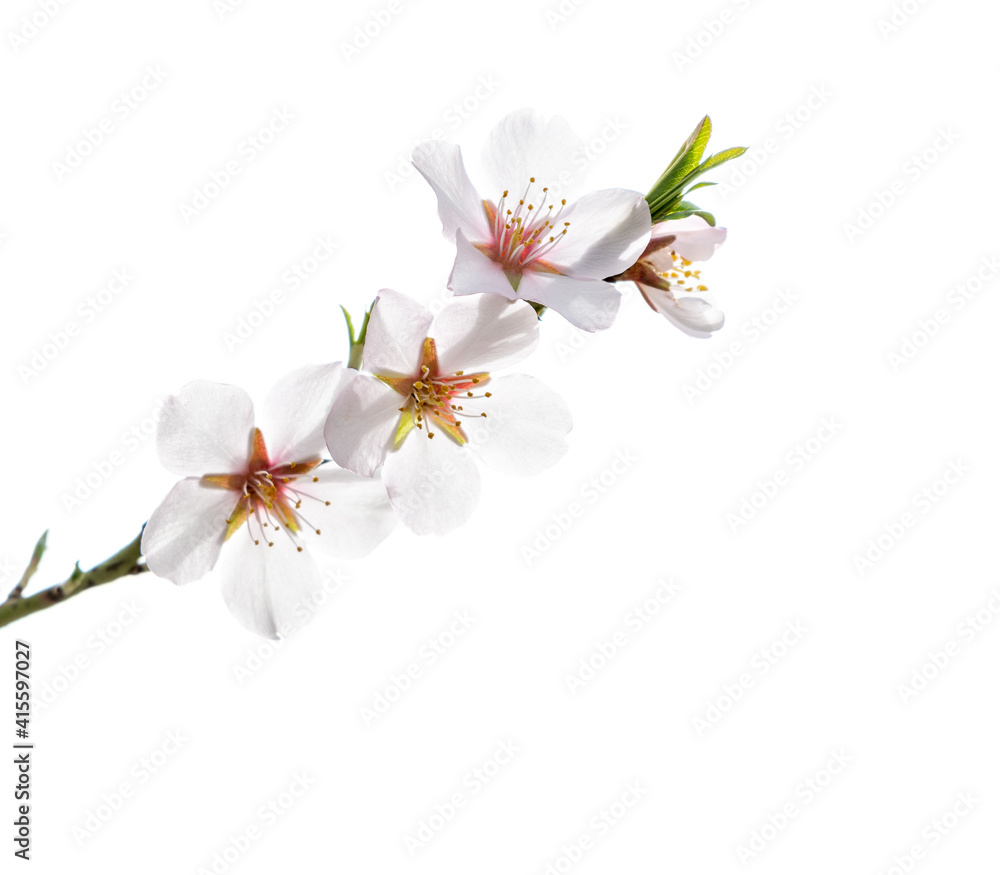 Almond branch with pink flowers and bright yellow anthers