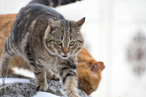 Fototapeta Naklejka Na Ścianę i Meble -  The life of cats in the garbage. Portrait of a yard cat.