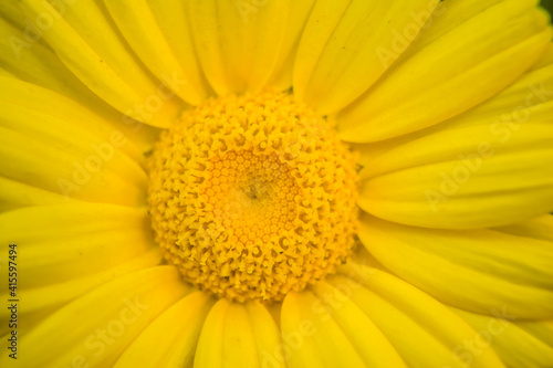 Yellow Mexican sunflower weed  Tithonia diversifolia . Flower of yellow petals with selective focus.