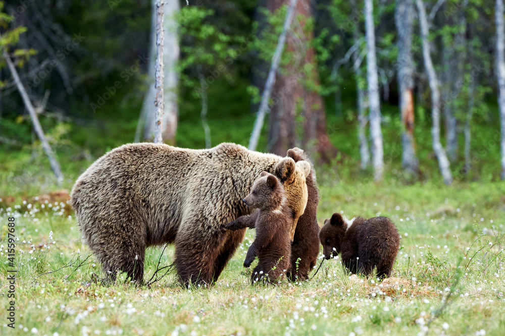 Female brown bear and her cubs