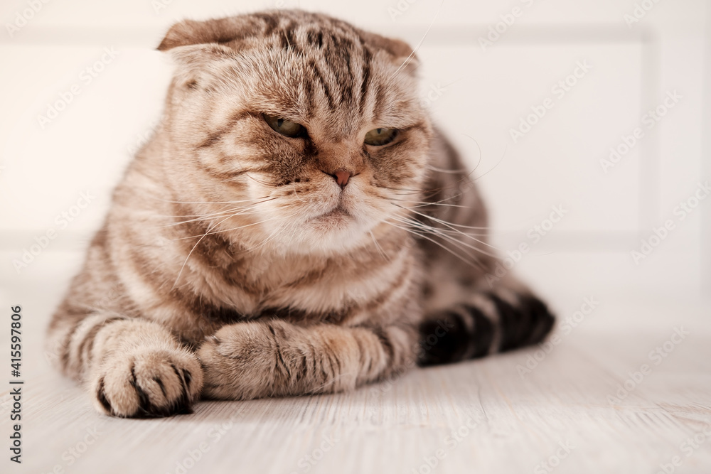 Sad cat, Scottish Fold lies on the floor and looks pensively to the side. Sad cat, Scottish Fold lies on the floor and looks pensively to the side.