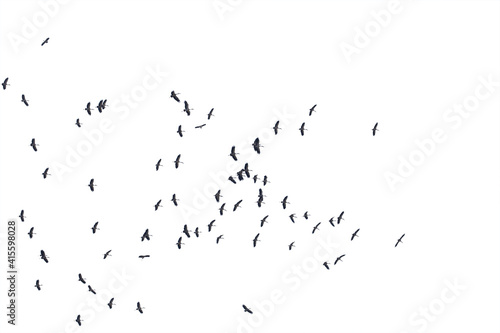 Flocks of flying birds isolated on white background. Save with clipping path. © krsprs