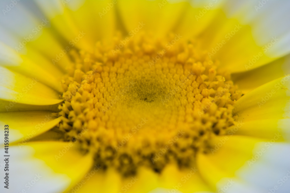 Yellow Mexican sunflower weed (Tithonia diversifolia). Flower of yellow petals with selective focus. Yellow Mexican sunflower weed (Tithonia diversifolia). Flower of yellow petals with selective focus.