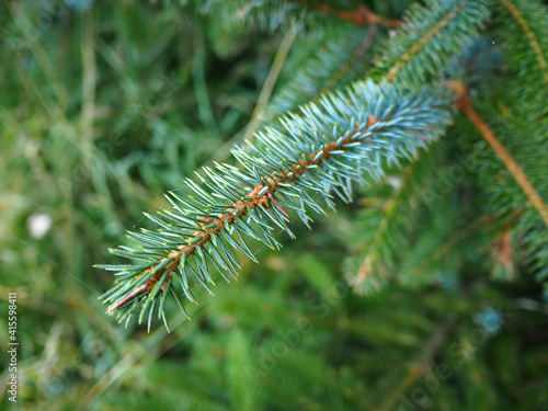 Closeup of Christmas pine fir tree