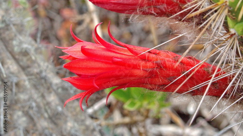 Red flower on a cactus in the Jerusalem Dry Forest, outside of Quito, Ecuador photo