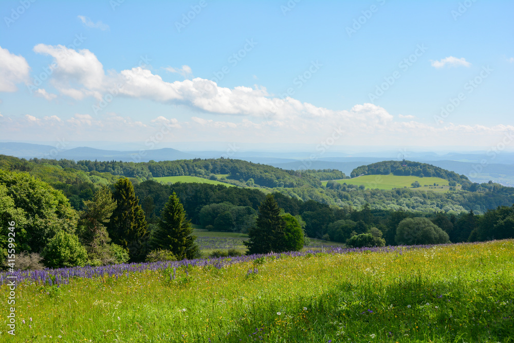 Obraz premium Landscape and green meadow with lupins in the high Rhön
