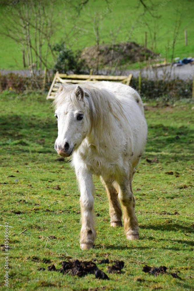 a small pony walking towards the camera a small pony walking towards the camera