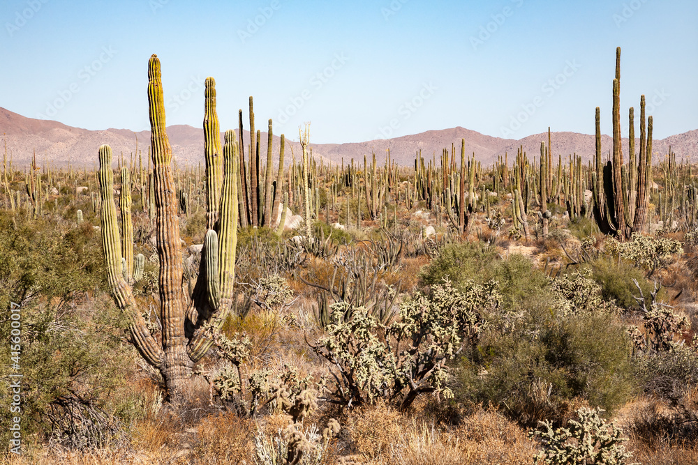Plethora of cardon and smaller cacti on Baja California peninsula, Mexico