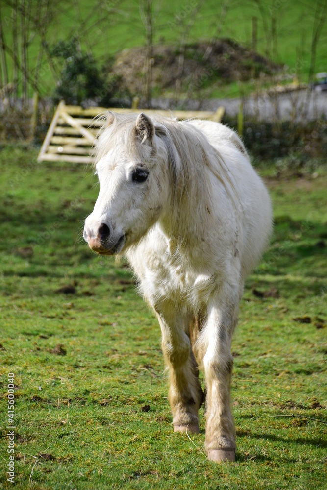 Obraz premium a little pony walking towards you
