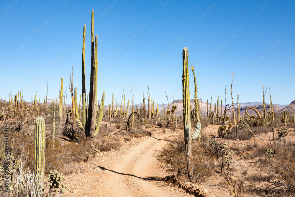 Narrow dirt track between cardon cacti in central Baja California, Mexico Narrow dirt track between cardon cacti in central Baja California, Mexico