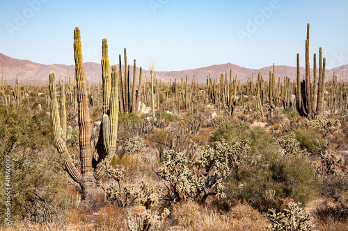 Plethora of cardon and smaller cacti on Baja California peninsula, Mexico