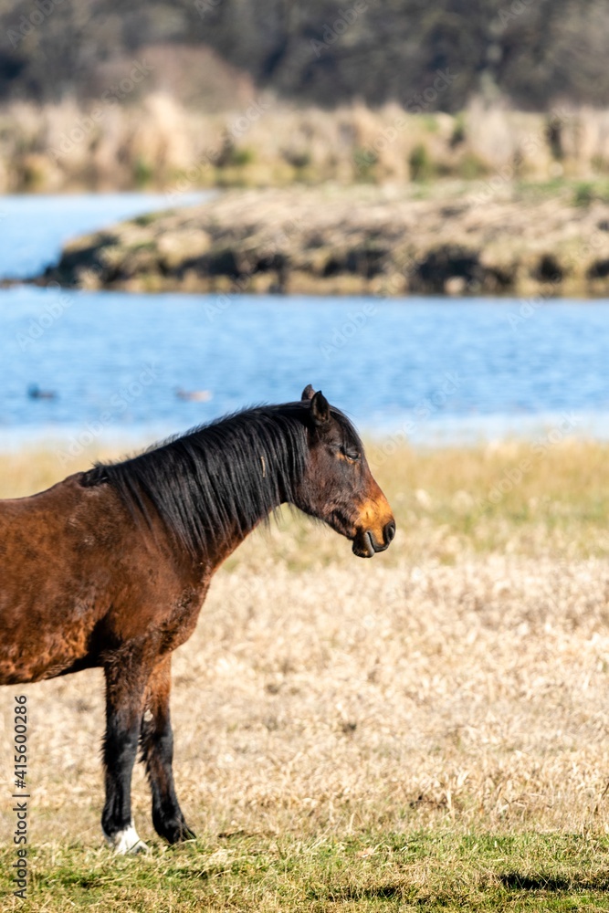 Fototapeta premium portrait of savage horse in the wild
