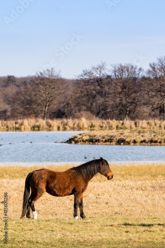 portrait of savage horse in the wild