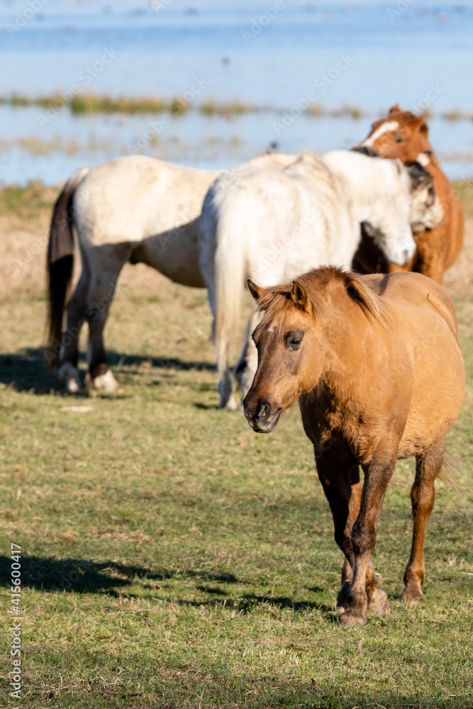 group of savage horses in the wild group of savage horses in the wild